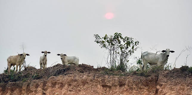 17:40: Abenteuer Brasilien - Ein Land wie ein Kontinent | Arte | 11/14 2025