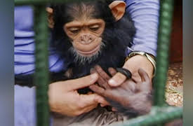 Going Ape: Reversing the Damage