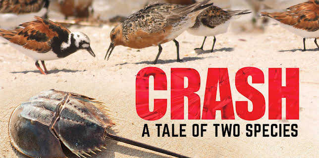 Crash: A Tale of Two Species (1982)