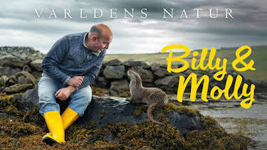 19:40: Världens natur: Billy & Molly: an otter love story | SVT2 | 8/26 2026