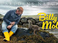 Världens natur: Billy & Molly: an otter love story