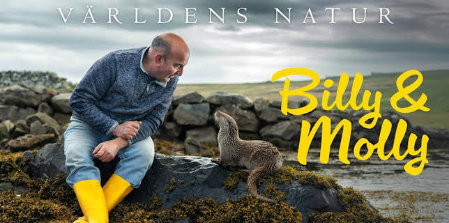 20:00: Världens natur: Billy & Molly: an otter love story | SVT1 | 1/12 2026