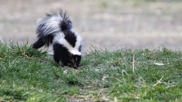 7:30 AM: How Do Animals Do That? (S1) | Discovery Channel | 7/4 2026