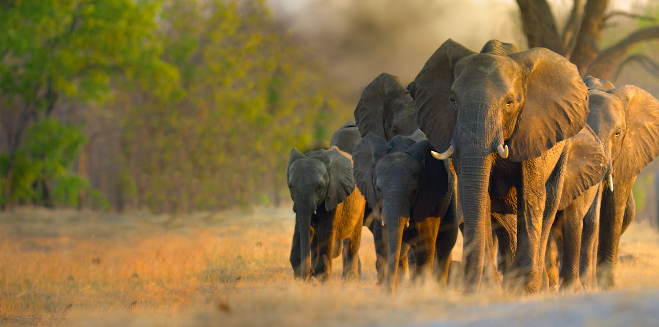 Elephant (2020)