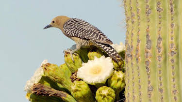 11:05: Abenteuer Wildnis | BR Fernsehen | 10/14 2026