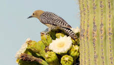 Abenteuer Wildnis