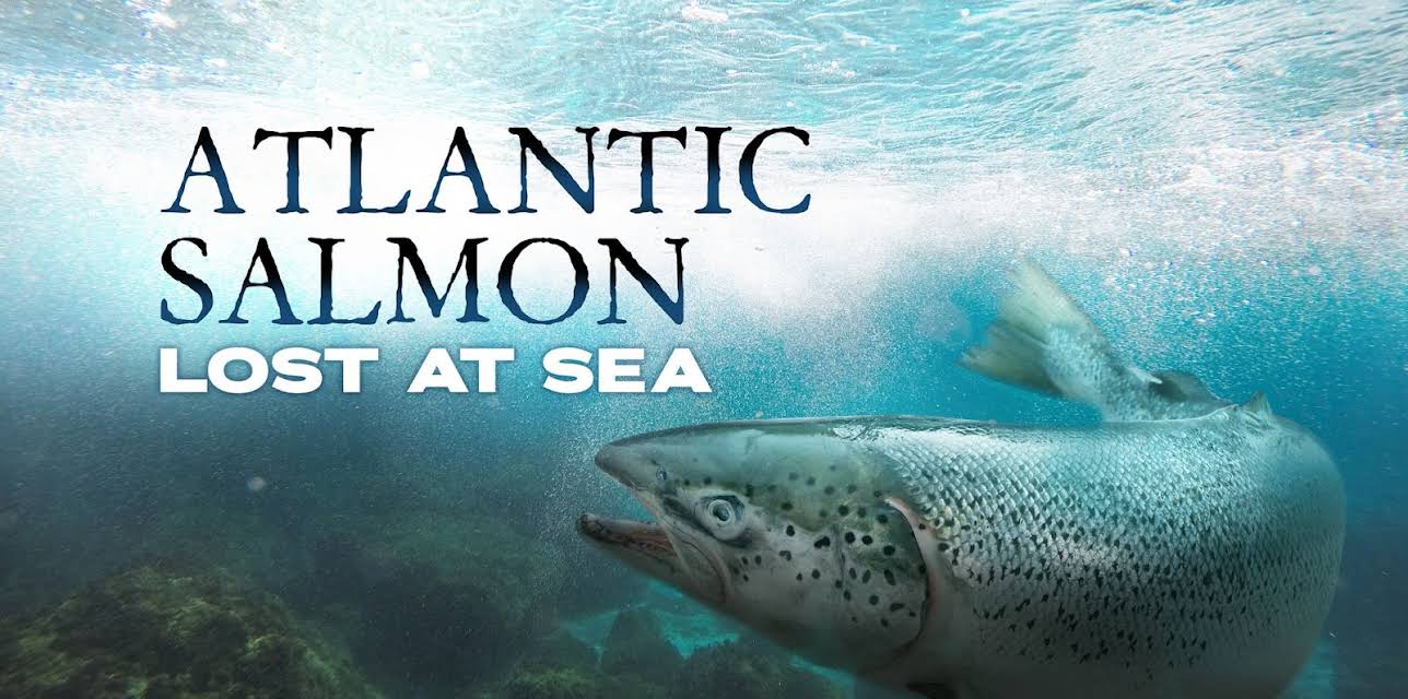 Atlantic Salmon Lost at Sea (2018)