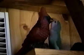 Funniest Pets and People: Season 1: Episode 211