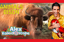 Alex & The Kaleidoscope: ANIMALS - BISON