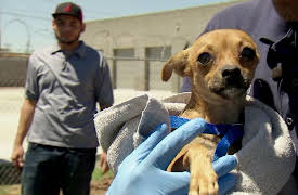 Animal Cops Season 20: Kittens On A Hot Roof