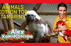 Alex & The Kaleidoscope: ANIMALS - COTTON TOP TAMARINS