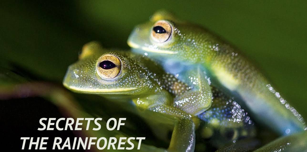 Secrets of the Rainforest