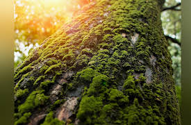 The Botanist's Eye: Identifying the Plants around You: Before There Were Flowers