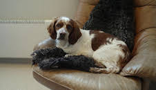 Högspänning (S6 E9)