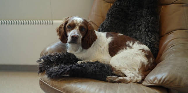 20:00: Högspänning (S6 E9) (S6) | TV3 | 11/19 2025