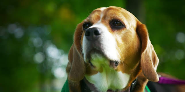 20:50: Hundehuset: Zoe | NRK 2 | 1/27 2026