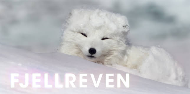 14:50: Fjellreven | NRK 2 | 2/15 2026