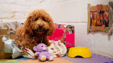 12:45 PM: Waffle the Wonder Dog (S3) | Cbeebies | 8/4 2026
