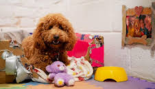 Waffle the Wonder Dog