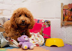 Waffle the Wonder Dog