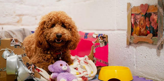 5:15 PM: Waffle the Wonder Dog (S3) | Cbeebies | 11/10 2025