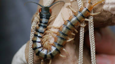 11:35 AM: Deadly 60 (S2) | CBBC | 3/6 2026