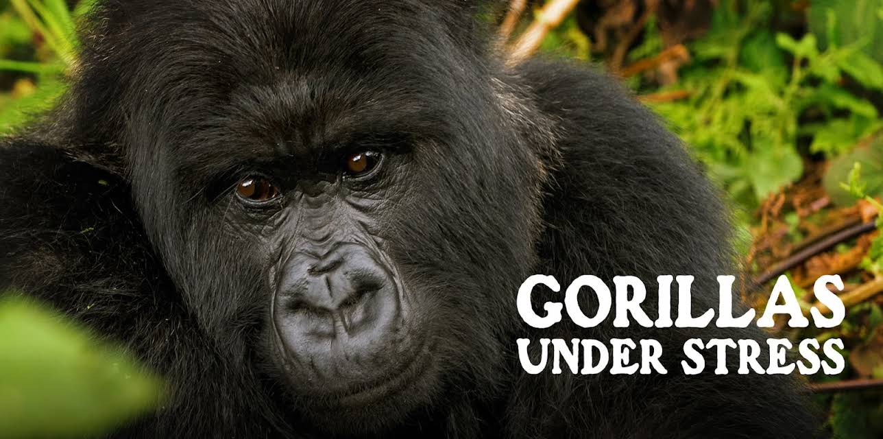 Gorillas Under Stress (2023)