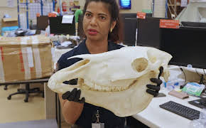 Border Patrol New Zealand