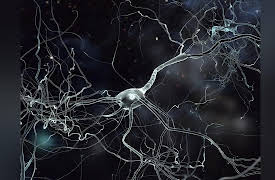 Your Best Brain: Neuroplasticity - Your Flexible Brain