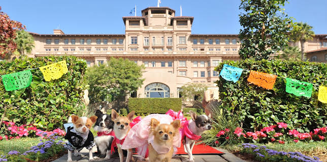 Beverly Hills Chihuahua 3: Viva La Fiesta! (2012)