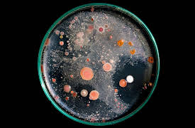 The Hidden Power of Microbes: Cooperation among Microbes