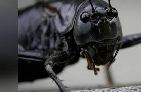 Intruders Season 1: Cannibal Invasion