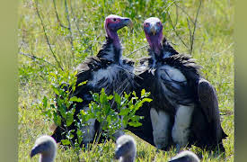 Great Parks Of Africa: iSimangaliso: The Miracle