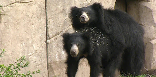 10:35: Elefant, Tiger & Co. (288) | MDR Fernsehen | 1/2 2026