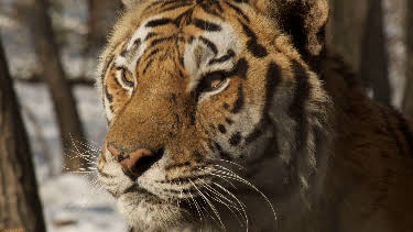 08:30: Amba the Russian Tiger | Animal Planet | 8/30 2026