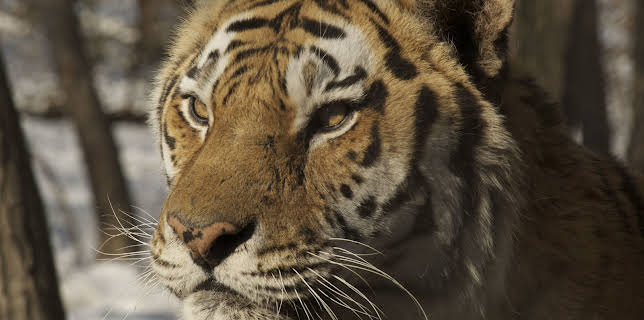 03:00: Amba the Russian Tiger | Animal Planet | 11/10 2025