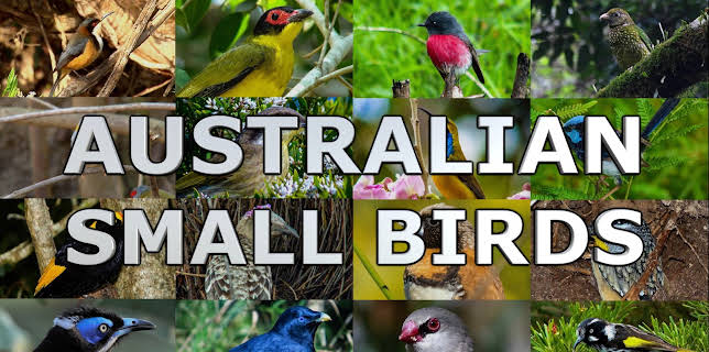 Australian Small Birds (2022)