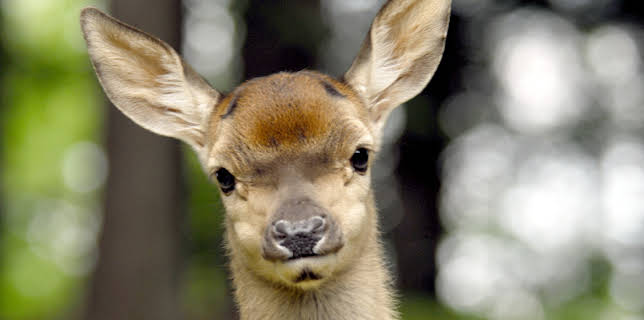 13:15: Der Prinz der Alpen | 3SAT | 12/21 2025