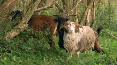 16:10: Elefant, Tiger & Co. (498) | Das Erste | 4/16 2026