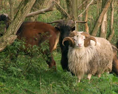 Elefant, Tiger & Co. (498)