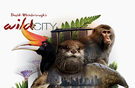 David Attenborough's Wild City: Hidden Wild