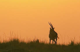 Animal Strategies: The Hoof and the Horn