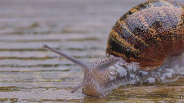 11:30 AM: Teeny Tiny Creatures (S1) | Cbeebies | 6/15 2026