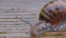 Teeny Tiny Creatures