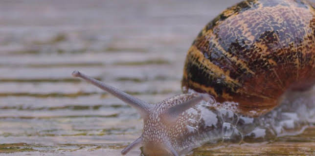 12:10 PM: Teeny Tiny Creatures (S1) | Cbeebies | 11/25 2025