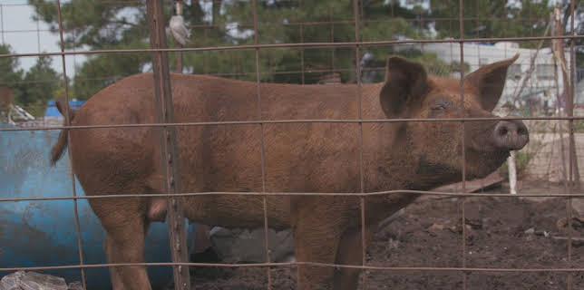 00:45: Saved By The Barn (S1 E11) (S1) | Animal Planet | 12/1 2025