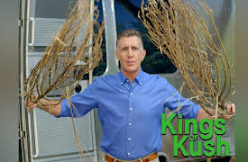 Kings of Kush: Harvest Begins!