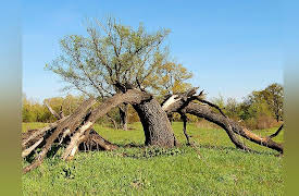 The Science of Extreme Weather: Lightning Extremes and Survival
