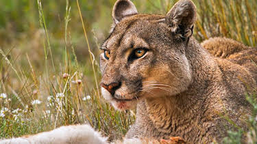 6:00 PM: Deadly 60 (S7) | CBBC | 4/10 2026