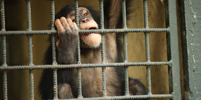 02:15: Dodo Heroes (S1 E2) (S1) | Animal Planet | 11/30 2025